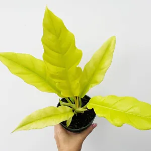 Philodendron 'Golden Crocodile' - Golden Crocodile Philodendron - Various Sizes