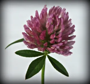 Red Clover Flower Tincture (organic)